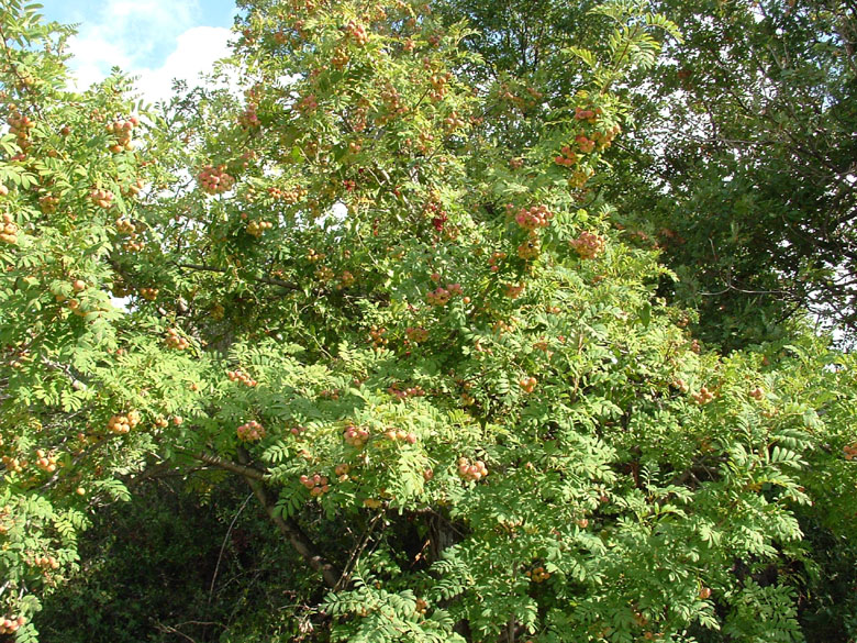 Sorbus domestica / Sorbo comune